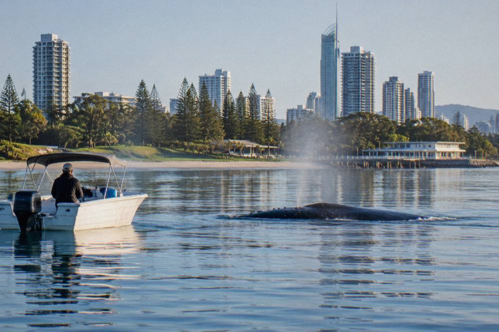 A humpback whale surfacing beside a small stationary boat on calm water