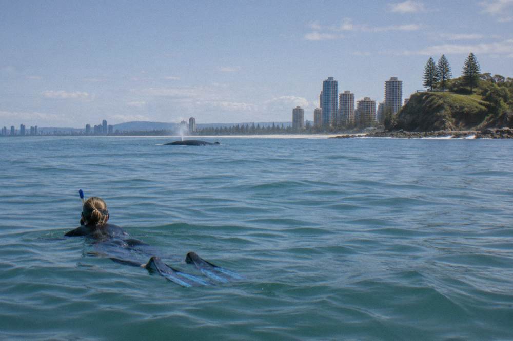 A snorkeller floating at the surface with a humpback whale visible in blue water in the distance