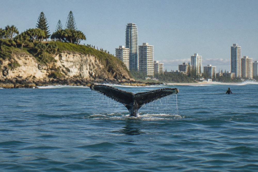 Humpback whale lifting its tail fluke before a dive off the Gold Coast