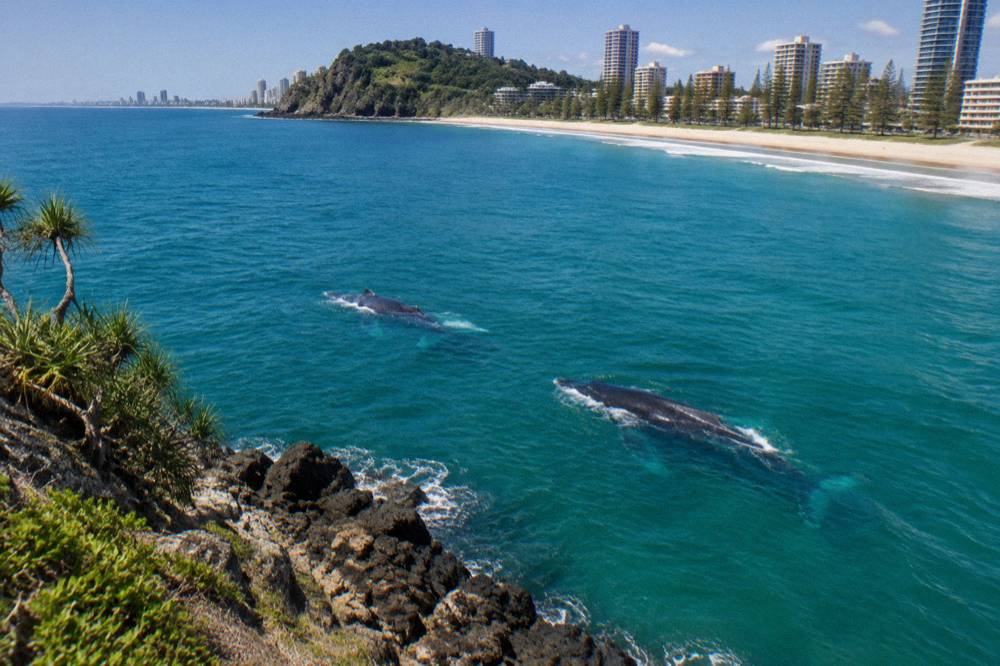 Two humpback whales travelling south past a Gold Coast headland in clear water