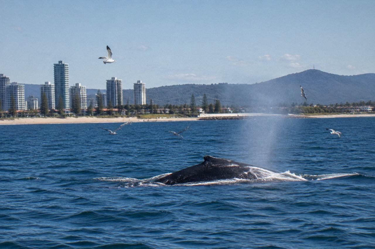 Humpback whale surfacing in open ocean near the Gold Coast coastline