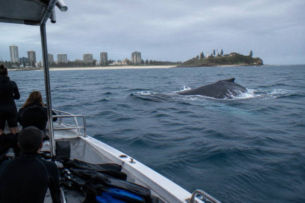 A small safari-style boat drifting near a humpback whale surfacing in open water