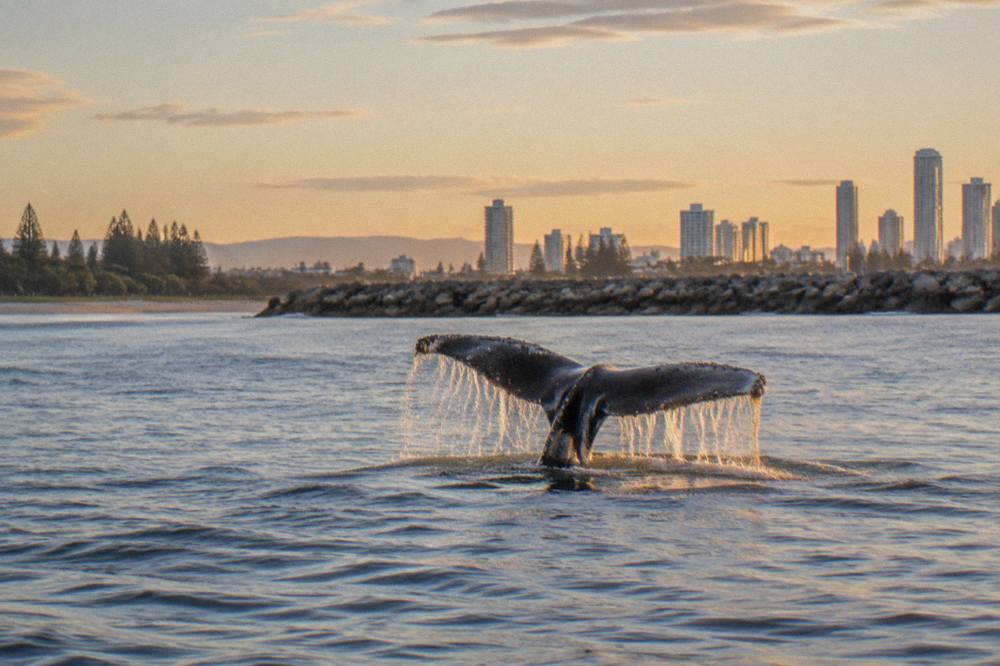 A humpback whale lifting its tail fluke above calm ocean water