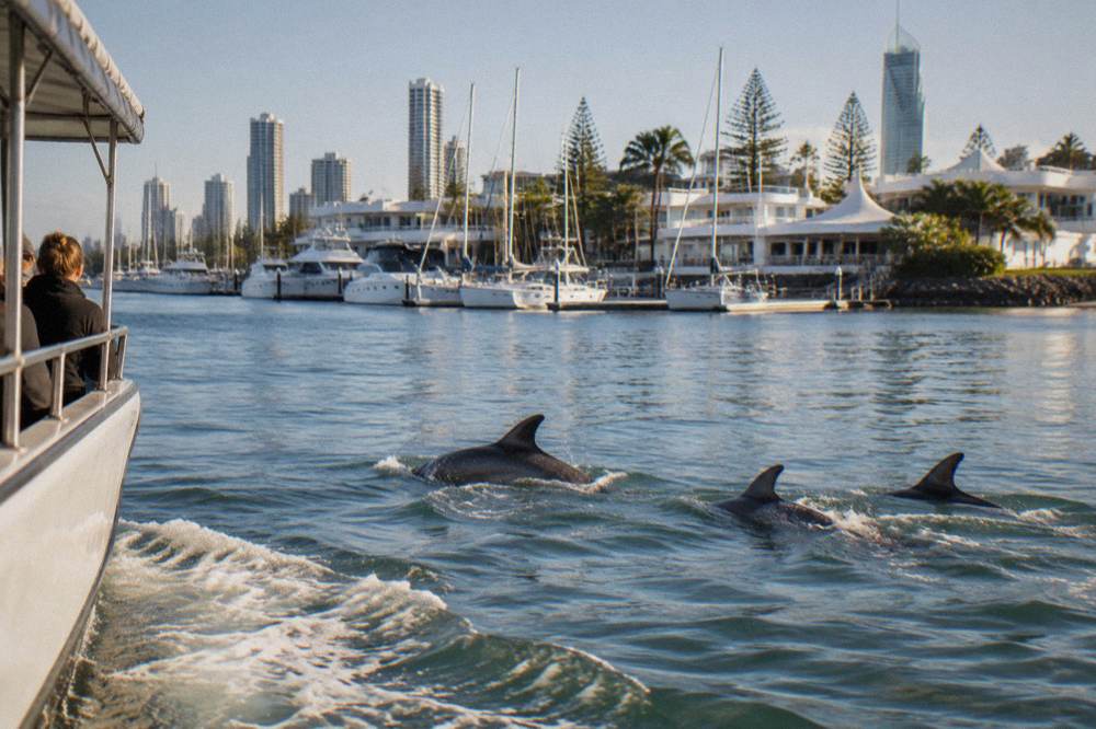 Dolphins swimming in the wake of a boat off the Queensland coast
