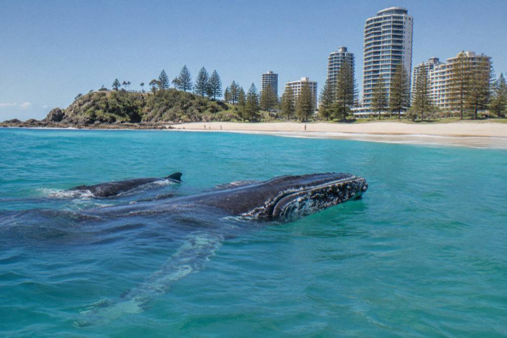 A mother humpback whale and her calf swimming close together near the ocean surface