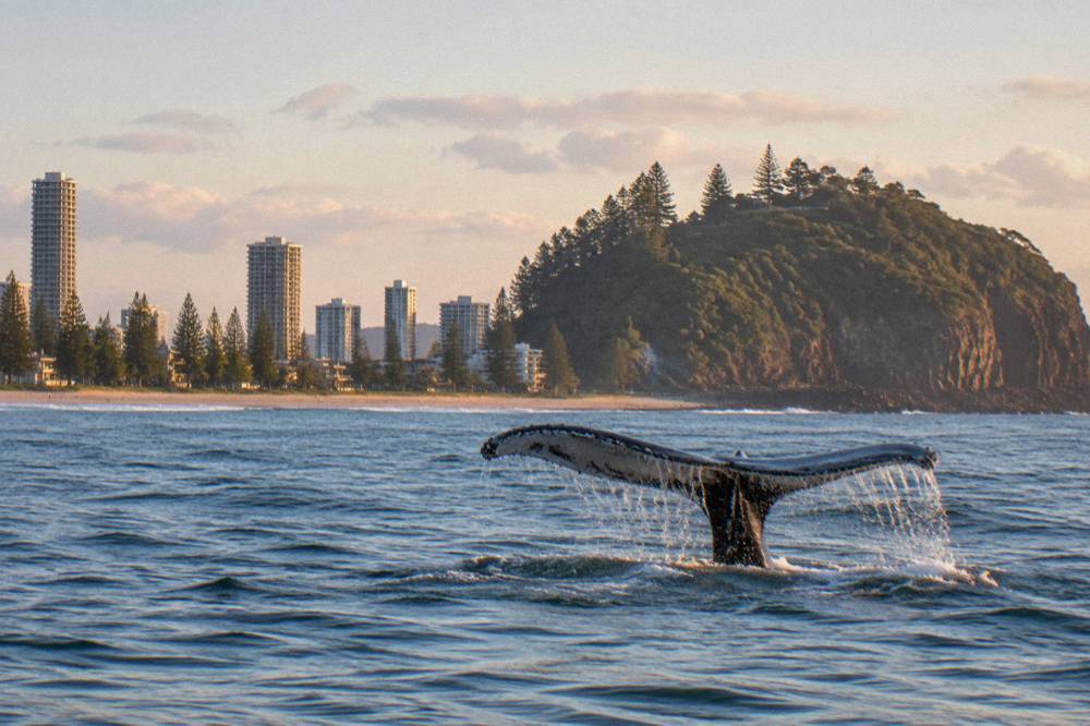 A humpback whale raising its tail fluke above the water near the Gold Coast shoreline