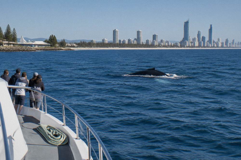 A whale watching boat holding position at a distance from a surfacing humpback whale in blue ocean