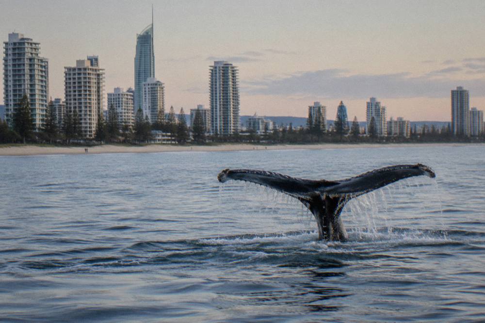 Humpback whale lifting its tail fluke above calm ocean water