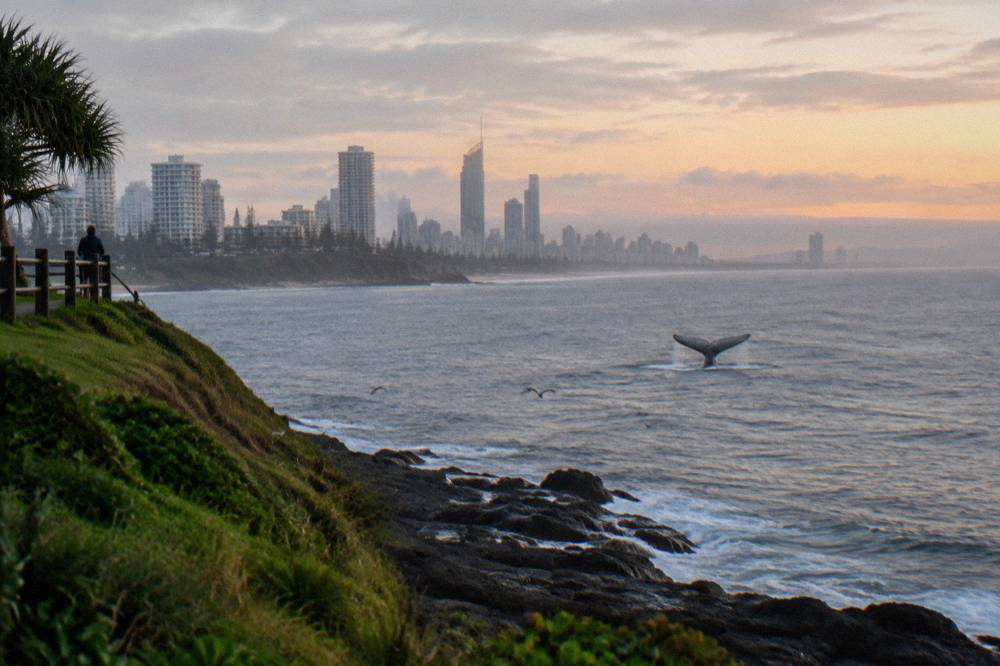 Whale tail rising above the sea near a rocky headland at dawn