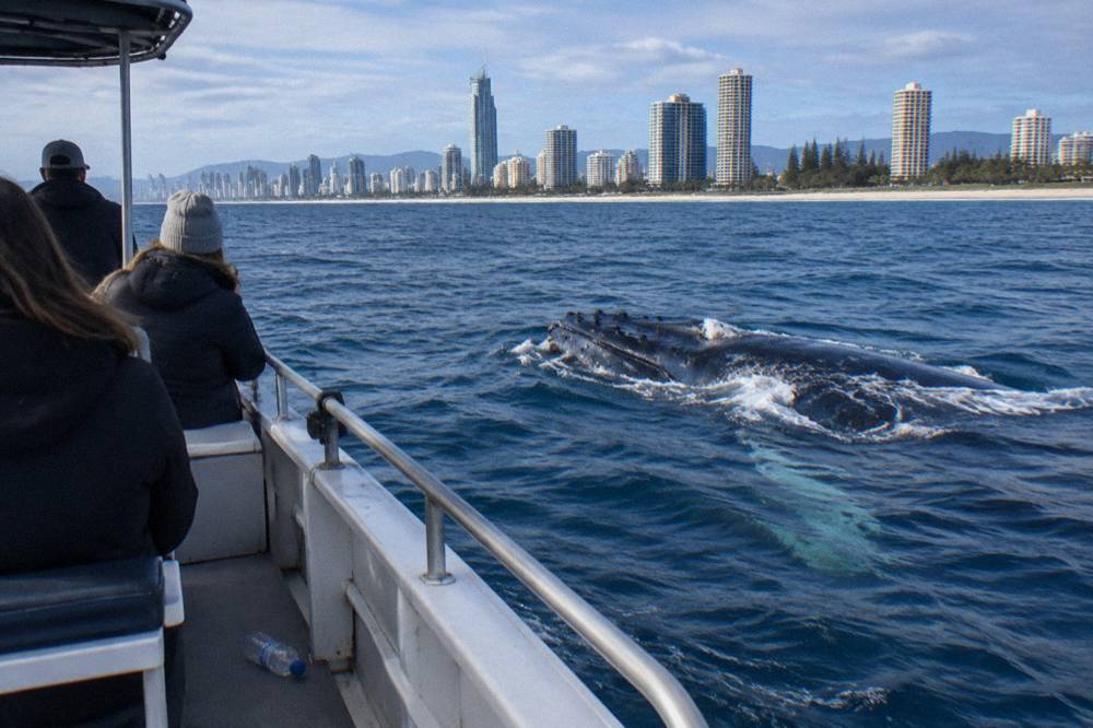 Small tour boat drifting near a whale surfacing close by in open ocean