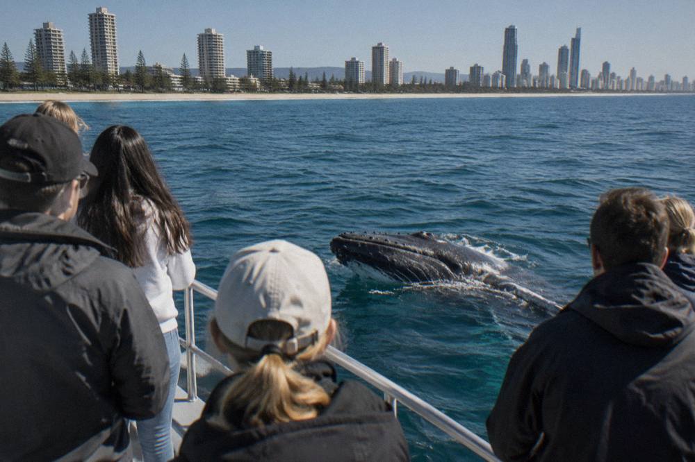 A humpback whale surfacing beside a whale watching boat with passengers along the rail