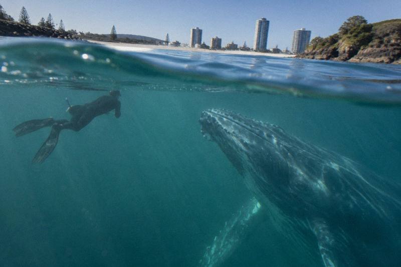 A distant snorkeller in a black wetsuit floating near a humpback in green-blue Tweed water