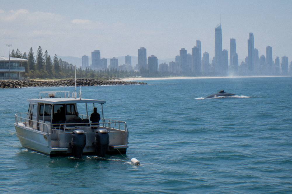 A whale watching boat holding position at a distance from a surfacing whale