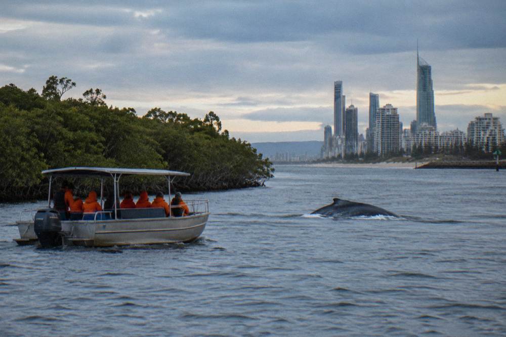 A small open safari-style boat low to the water with passengers in spray jackets watching a humpback whale surface nearby