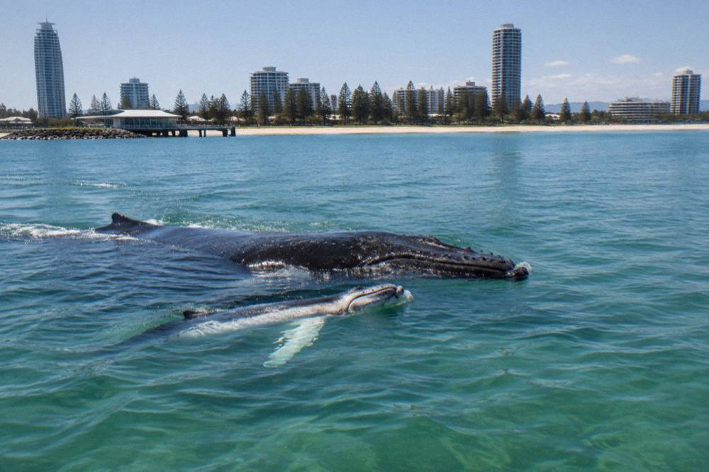 Humpback whale mother and calf swimming together near the surface in clear water