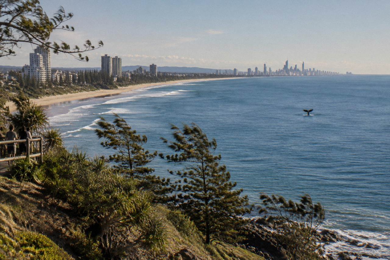 Whale tail fluke rising above calm blue ocean water near the Gold Coast shoreline