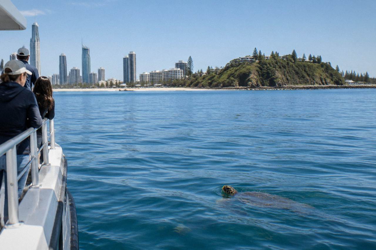A whale watching boat cruising calm blue water near the Gold Coast shoreline