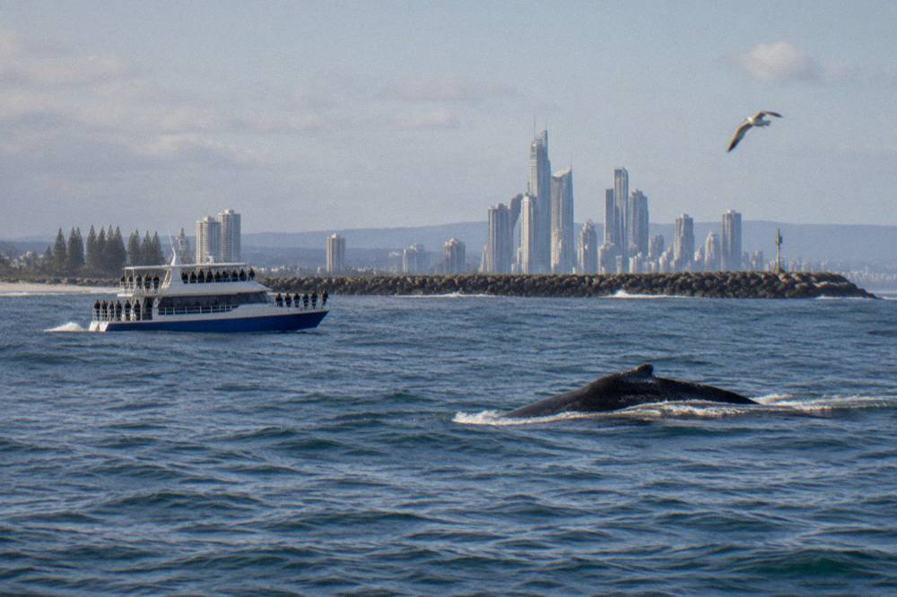 A whale watching boat holding distance from a humpback whale in open water