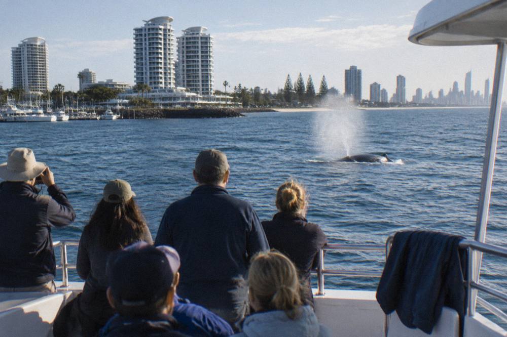A whale watching catamaran with passengers on the deck observing a humpback whale spouting nearby