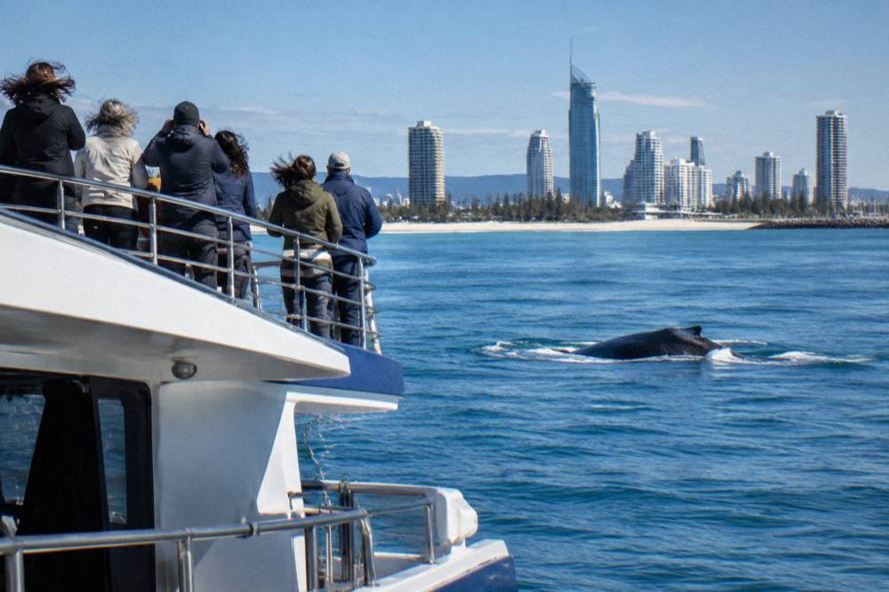 Passengers standing along the upper deck railing of a whale watching catamaran at sea