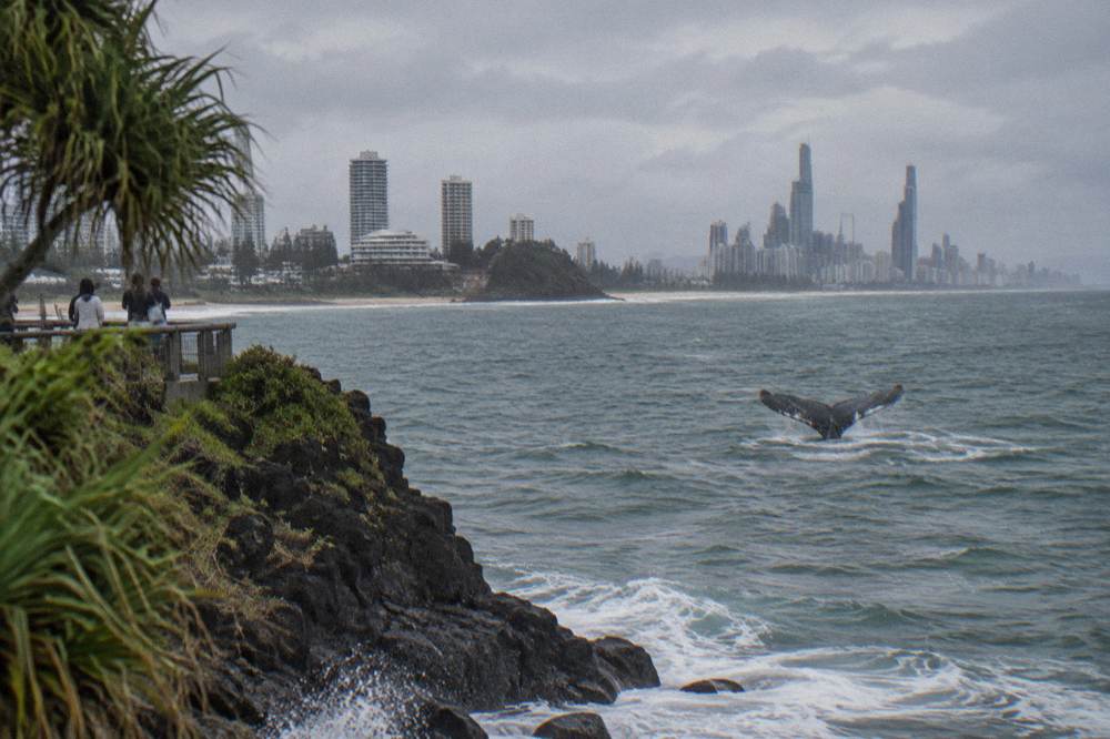 A humpback whale raising its fluke above the surface near the Gold Coast