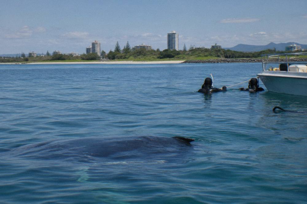Snorkelers in wetsuits holding a surface line in calm blue water beside a small boat