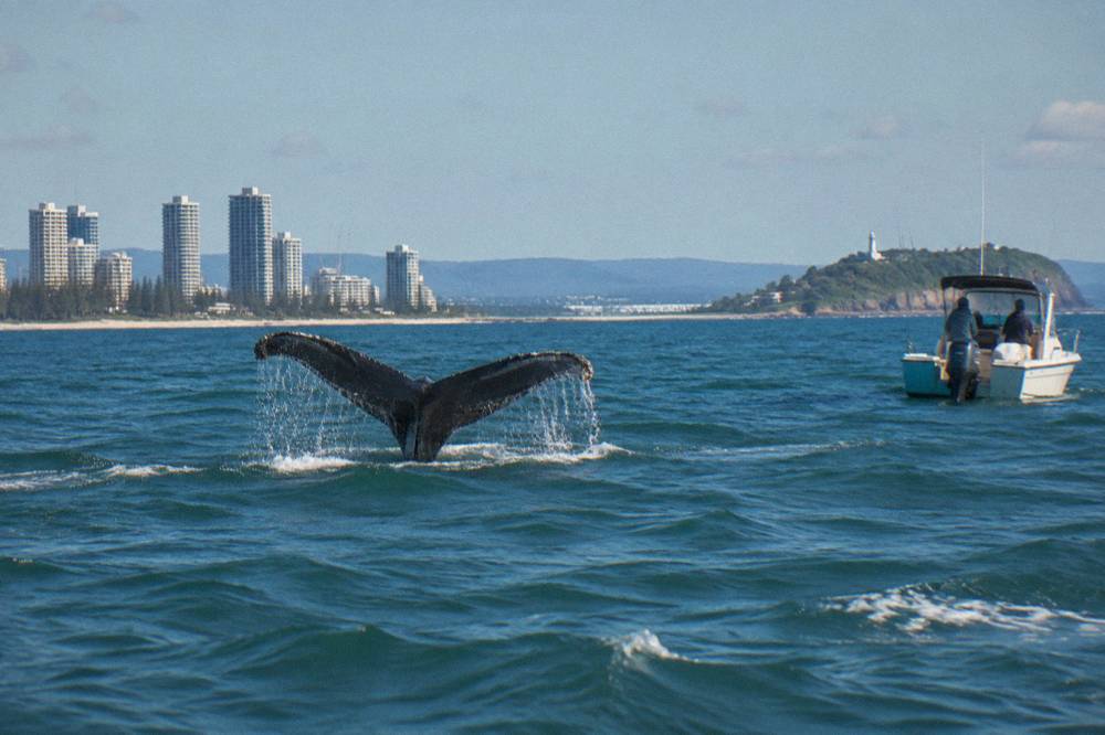 A humpback whale raising its fluke above the water beside a small anchored boat