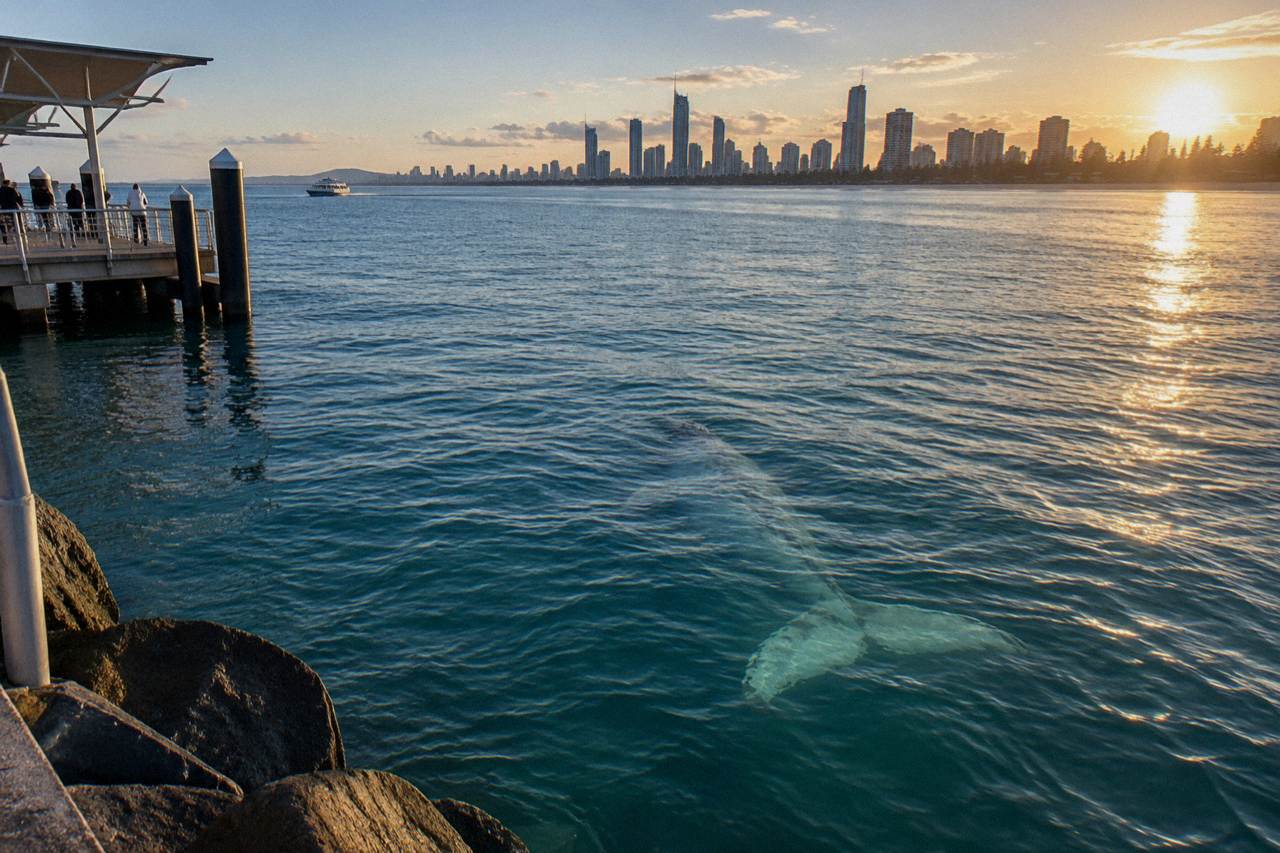 A humpback whale swimming near the ocean surface with the Gold Coast skyline far on the horizon