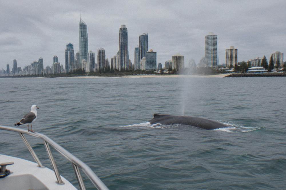 A humpback whale surfacing in open water with a coastline in the distance