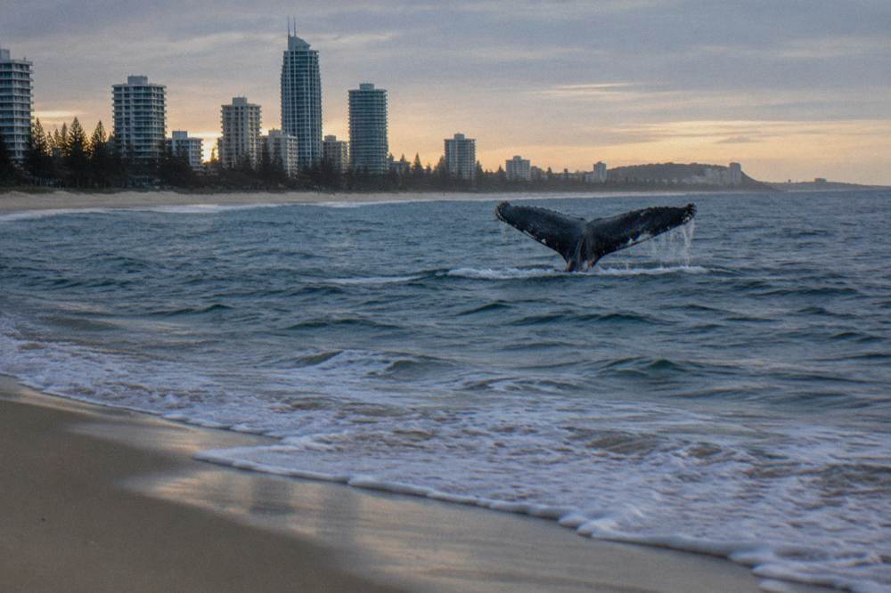 A whale tail fluke rising above dark ocean water
