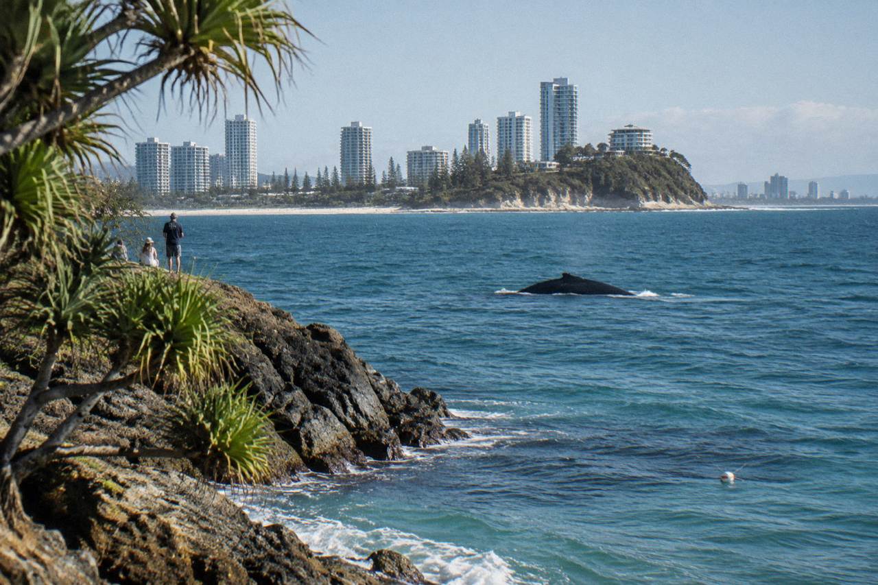 A humpback whale surfacing in open ocean water near a headland