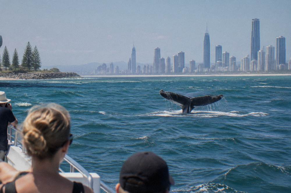 A whale tail lifting above the surface with a city skyline visible along the far shoreline
