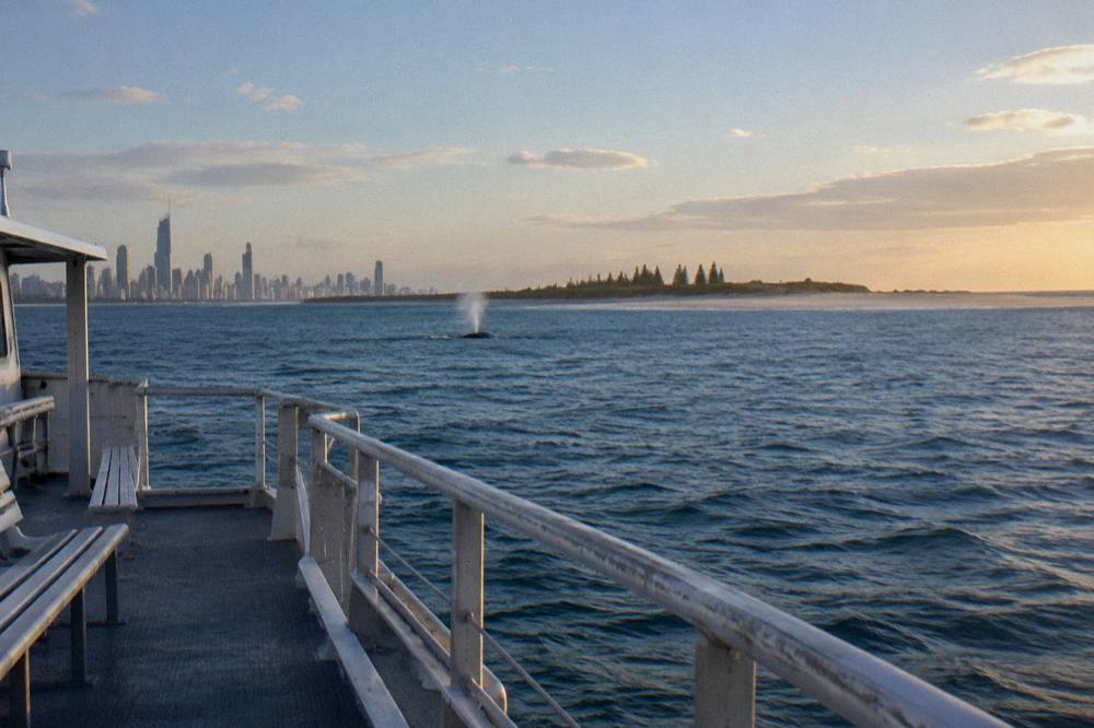 An empty whale watching deck with railings overlooking calm open ocean in soft late afternoon light