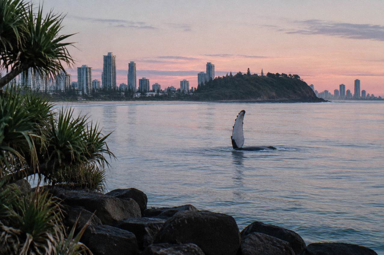 A humpback whale raising a flipper above calm ocean water near a distant headland