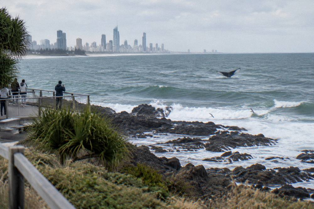 Open ocean swell with a whale tail rising above the surface
